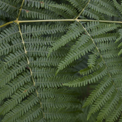 ferns