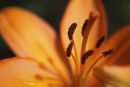 fire lily