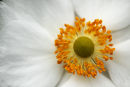 japanese anemone