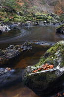 leaf pool, river braan