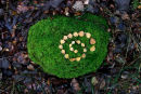 leaf spiral