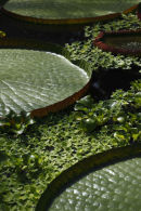 lily pads