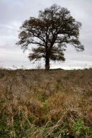 lone tree, edradour