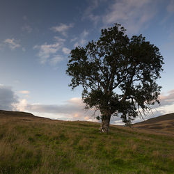 lone tree, moulin moor
