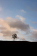 lonely tree