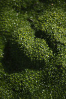 miniature landscape (1)