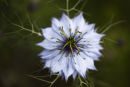 nigella