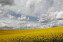 oilseed rape