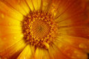 orange calendula after rain
