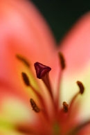 orange lily (1)