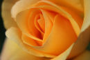 orange rose