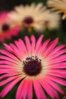 pink mesembryanthemum