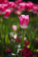 pink tulip (1)