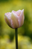 pink tulip