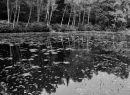 pond by pitlochry