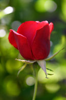 red rose