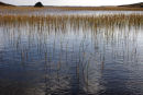 reeds, loch a choire (1)