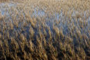 reeds, loch a choire (2)