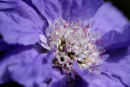 scabiosa