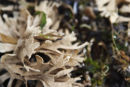 seaweed
