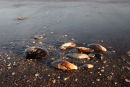 shells, tentsmuir