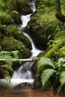 small burn near birnam