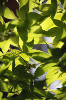 summer green