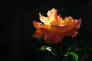 sunlit rose