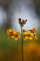 warm bloom (2)