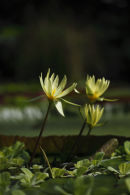 water lily (2)