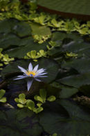 water lily (1)