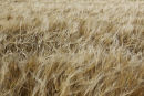 wheat field