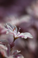 white and pink (2)