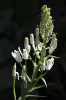 white buds