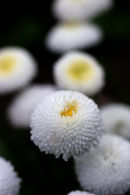 white collection