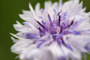 white cornflower