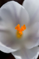white crocus