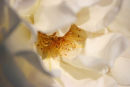 white rose