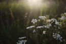wildflowers (2)