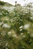 wildflowers (3)