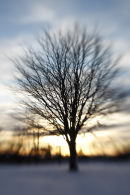 winter tree