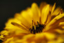 yellow calendula (1)