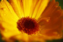 yellow calendula