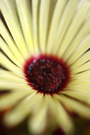 yellow mesembryanthemum