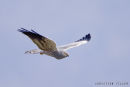 Montagu`s Harrier