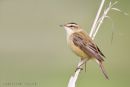 Sedge Warbler