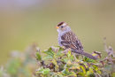 White Crowned Sparrow 