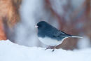Dark-eyed Junco