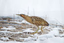 Bittern