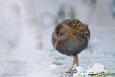 Water Rail